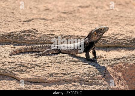 Chuckwalla, (Common Chuckwalla ater), adulte, sur le sol, recherche de nourriture, désert de Sonoran, Arizona, Amérique du Nord, États-Unis Banque D'Images