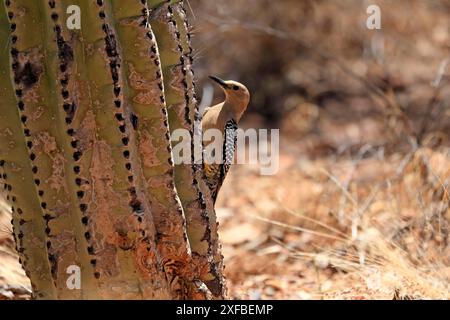 Pic Gila (Melanerpes uropygialis), adulte, femelle, sur cactus saguaro, désert de Sonora, Arizona, Amérique du Nord, États-Unis Banque D'Images