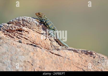 Lézard à collier commun (Crotaphytus collaris), adulte, sur les rochers, recherche de nourriture, échauffement, bains de soleil, désert de Sonora, Arizona, Amérique du Nord, États-Unis Banque D'Images