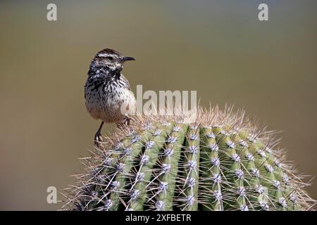 Averne de cactus (Campylorhynchus brunneicapillus), adulte, sur cactus, désert de Sonora, Arizona, Amérique du Nord, États-Unis Banque D'Images