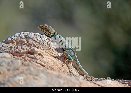 Lézard à collier commun (Crotaphytus collaris), adulte, sur les rochers, recherche de nourriture, échauffement, bains de soleil, désert de Sonora, Arizona, Amérique du Nord, États-Unis Banque D'Images