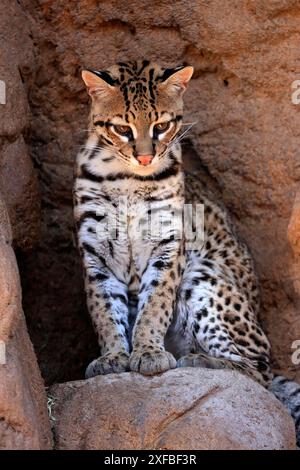 Ocelot (Leopardus pardalis), adulte, assis, à la tanière, alerte, désert de Sonora, Arizona, Amérique du Nord, États-Unis Banque D'Images