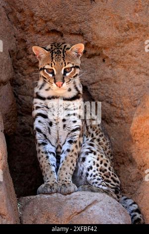 Ocelot (Leopardus pardalis), adulte, assis, à la tanière, alerte, désert de Sonora, Arizona, Amérique du Nord, États-Unis Banque D'Images