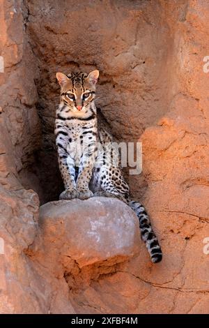 Ocelot (Leopardus pardalis), adulte, assis, à la tanière, alerte, désert de Sonora, Arizona, Amérique du Nord, États-Unis Banque D'Images