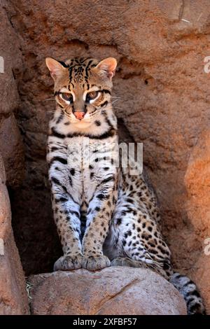 Ocelot (Leopardus pardalis), adulte, assis, à la tanière, alerte, désert de Sonora, Arizona, Amérique du Nord, États-Unis Banque D'Images