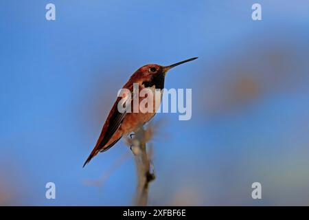 Colibri rouf (Selasphorus rufus), adulte, mâle, perche, désert de Sonora, Arizona, Amérique du Nord, États-Unis Banque D'Images