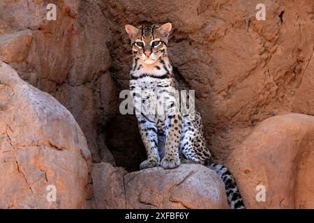 Ocelot (Leopardus pardalis), adulte, assis, à la tanière, alerte, désert de Sonora, Arizona, Amérique du Nord, États-Unis Banque D'Images