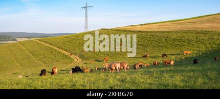 Vaches paissant dans les pâturages en Allemagne, élevage approprié des espèces, prairie agricole Banque D'Images