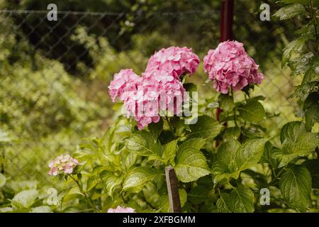 Hortensia rose, gros plan. Buisson à fleurs. Énorme hortensia dans le jardin avant. Hortensia violette et rose fleurie. Banque D'Images