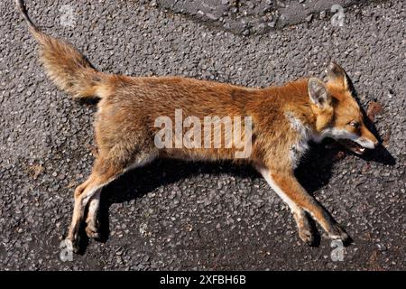 7 mai 2024, Elephant and Castle, Londres, Royaume-Uni. Renard mort. Roadkill. Banque D'Images