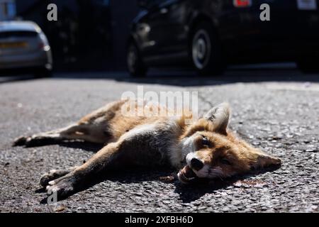 7 mai 2024, Elephant and Castle, Londres, Royaume-Uni. Renard mort. Roadkill. Banque D'Images