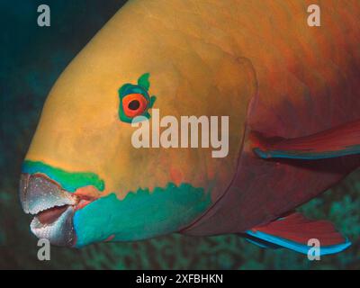 Gros plan d'un poisson perroquet merveilleusement coloré (Chlorurus gibbus, poisson perroquet Heavybeak) avec de belles marques. Photographie sous-marine, mer Rouge. Égypte Banque D'Images