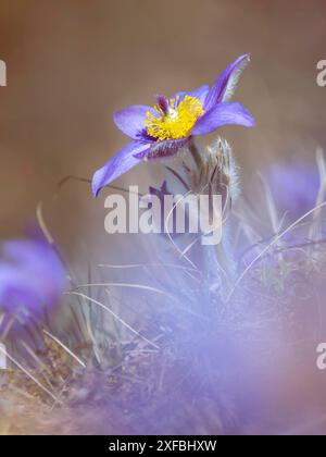 Pasqueflower.Belle fleur bleue de la plus grande fleur de pasque ou de la plus grande fleur de pasqueflower sur la prairie, en latin pulsatilla grandis Banque D'Images