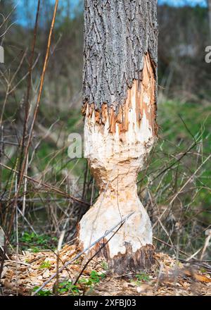 Des troncs d'arbres sur la rive du lac ont rongé et ont été abattus par un castor Banque D'Images