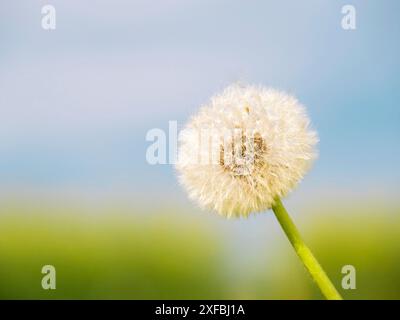 Fermé Bud d'un pissenlit. Pissenlit fleurs blanches dans l'herbe verte. Photo de haute qualité Banque D'Images