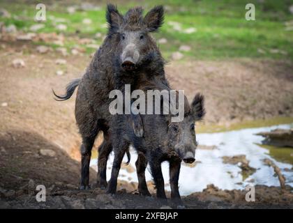 Sangliers s'accouplant Banque D'Images
