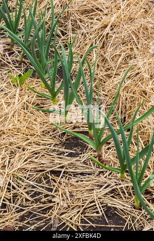 Allium sativum 'Music' cultivé organiquement, porcelaine ail plantes protégées avec paillis de paille dans le potager au printemps, Québec, Canada Banque D'Images