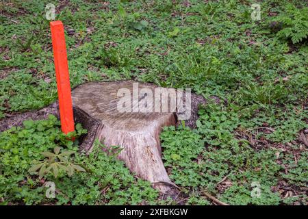 Tronc d'arbre feuillus coupé et piquet en bois peint en orange au printemps, Québec, Canada Banque D'Images