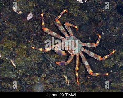 Un crabe agile verdâtre (Percnon gibbesi) aux pattes rouge orangé rampant sur un substrat rocheux. Site de plongée Pasito Blanco Reef, Arguineguin Banque D'Images