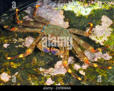 Un crabe de pulvérisation agile (Percnon gibbesi) avec des pattes orange-rouge et une coquille brun-vert sur un récif. Site de plongée Pasito Blanco Reef, Arguineguin, Gran Canaria Banque D'Images