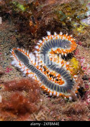 Un ver de feu en forme de S (Hermodice carunculata) sur le fond marin avec des poils détaillés et colorés. Site de plongée Puerto de Mogan Reef, Gran Canaria, Espagne Banque D'Images