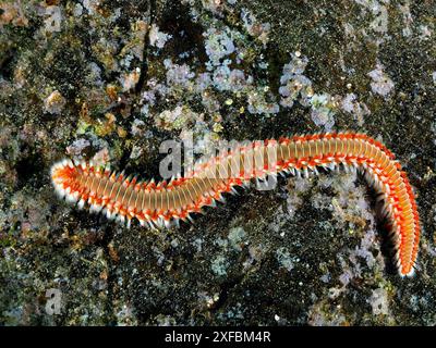 Un ver de feu allongé (Hermodice carunculata) sur un fond marin rocheux. Les poils colorés se démarquent. Site de plongée El Cabron marine Reserve, Arinaga, Gran Banque D'Images