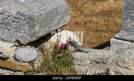 Petit lézard bronzer sur des pierres anciennes, entouré de fleurs sauvages et d'un pré sec, Kamiros, site archéologique, ville antique, Fondation de Banque D'Images