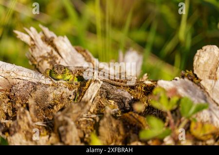 Un lézard bronzant sur une branche sèche au milieu de l'herbe et des morceaux de bois, gosau, alpes, autriche Banque D'Images