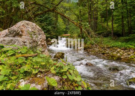 Une rivière entourée de rochers et d'arbres avec de l'eau qui coule rapidement, gosau, alpes, autriche Banque D'Images