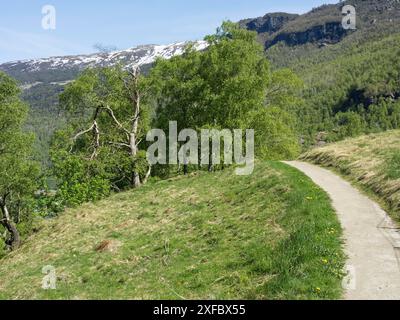 Un chemin serpente à travers un paysage verdoyant avec des arbres et des montagnes en arrière-plan sous un ciel clair, Flam, norvège Banque D'Images