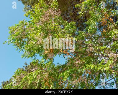 Cimes des arbres avec des feuilles vertes sous un ciel bleu, Tunis, Tunisie Banque D'Images