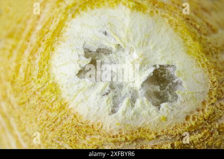 Un citron râpé et coupé avec un trou au centre. Le citron est sec et a une texture rugueuse. Banque D'Images