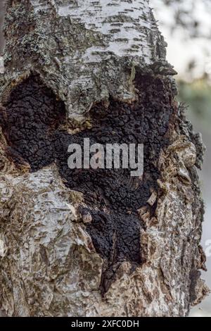 Photo avec Mushroom chaga bouleau noir gros plan sur le tronc de l'arbre vivant. Banque D'Images