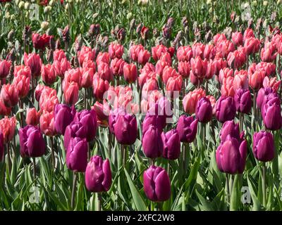 Champ avec de nombreuses tulipes roses et violettes en pleine floraison un jour de printemps, Amsterdam, pays-Bas Banque D'Images