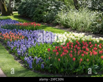 Un jardin bien entretenu avec des fleurs printanières colorées dans différentes rangées, Amsterdam, pays-Bas Banque D'Images