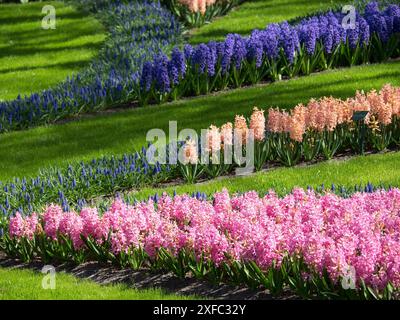 Jacinthes de différentes couleurs et fleurs de tulipes dans un parterre de fleurs, couché sur un pré de printemps vert, Amsterdam, pays-Bas Banque D'Images