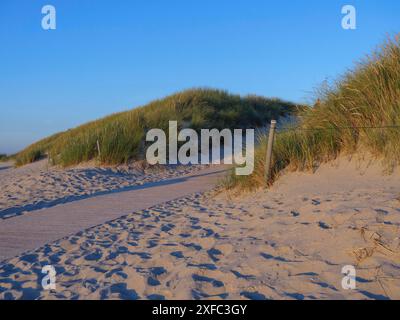 Sentier sablonneux mène à travers des dunes vertes sous un ciel bleu clair, langeoog, frise orientale, allemagne Banque D'Images