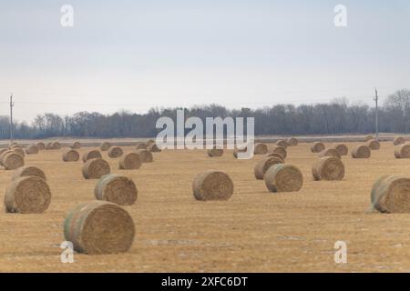 Des écailles de foin sur un champ agricole en pleine campagne au Manitoba, sur les plaines des prairies canadiennes au Canada. Prise à l'automne saison automne. Banque D'Images