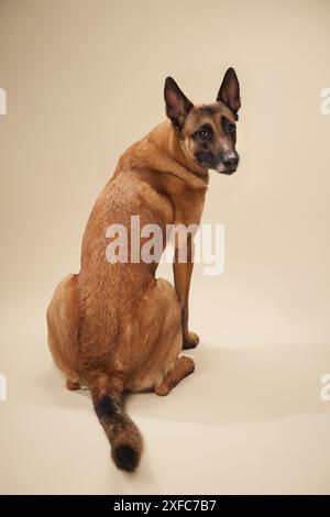 Malinois belge assis dans un studio, se retournant pour regarder par-dessus son épaule. Cette pose souligne la vigilance et la musculation du chien Banque D'Images