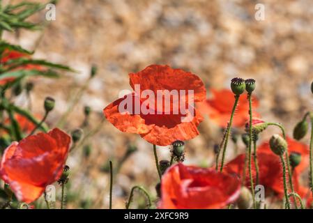 Pavot (Papaver sp.) Sur le front de mer à Eastbourne, East Sussex Banque D'Images