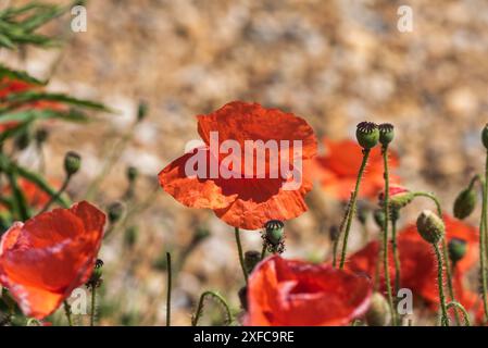 Pavot (Papaver sp.) Sur le front de mer à Eastbourne, East Sussex Banque D'Images