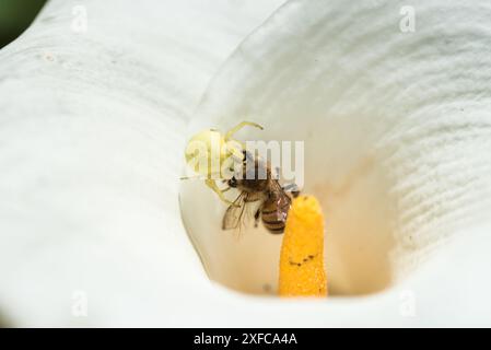 Araignée crabe (Misumena vatia) avec proie (abeille miel) Banque D'Images