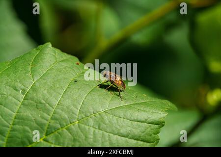 Une image très détaillée capturée d'un minuscule insecte sur une feuille verte dans son cadre naturel extérieur Banque D'Images