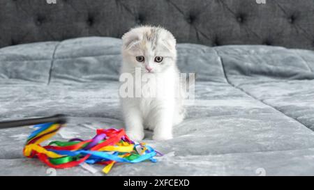Chaton plié écossais calico pelucheux joue sur le lit, vue de face, espace pour le texte. Mignon jeune chat calico avec les yeux bruns. Banque D'Images