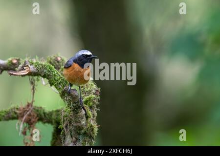 Mâle commun Redstart, Phoenicurus phoenicurus, perché sur une branche couverte de mousse Banque D'Images