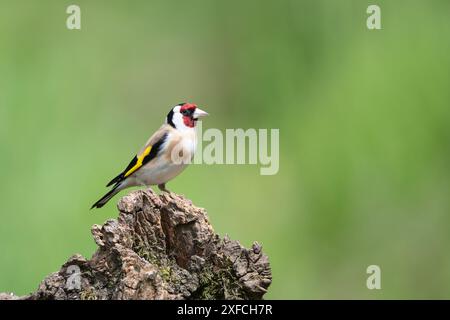 Mâle Goldfinch, Carduelis carduelis, perché sur une souche d'arbre morte Banque D'Images