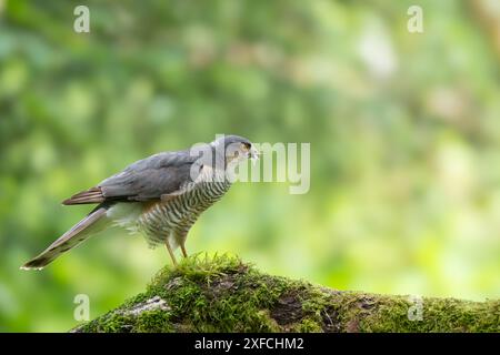 Sparrowhawk eurasien, Accipiter nisus, perché sur une branche couverte de mousse Banque D'Images