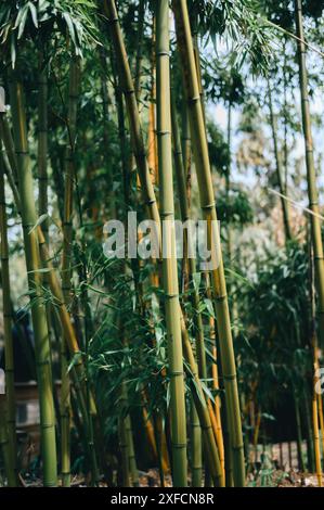 Une vue rapprochée des tiges de bambou vert dans une forêt dense avec la lumière naturelle filtrant à travers les feuilles. Banque D'Images