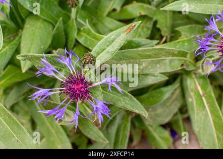 Une fleur bleu clair de bleu montagnard, ses pétales frangés déployés, se dresse fièrement à côté d'un bourgeon plus petit. Banque D'Images