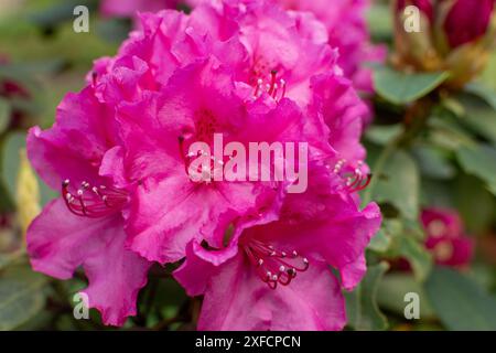 Délicates fleurs de rhododendron, leurs bords volants saupoudrés d'une touche de rose, se regroupent en vue rapprochée. Banque D'Images